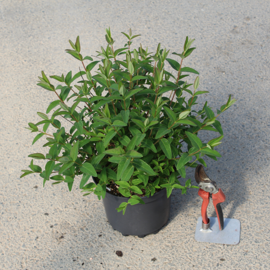 Millepertuis de hooker 'Hidcote'