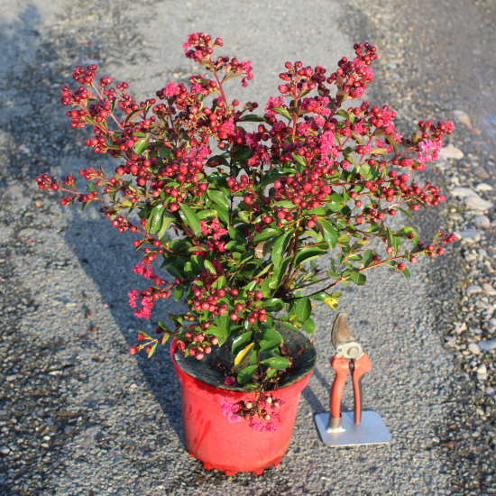 Lilas des indes 'Red imperator'