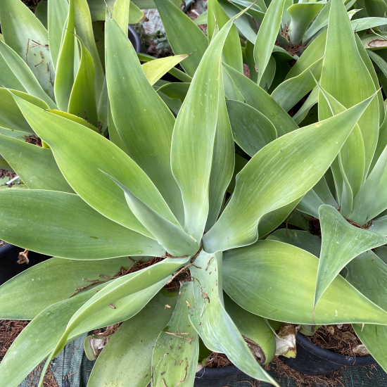 Agave à queue de renard