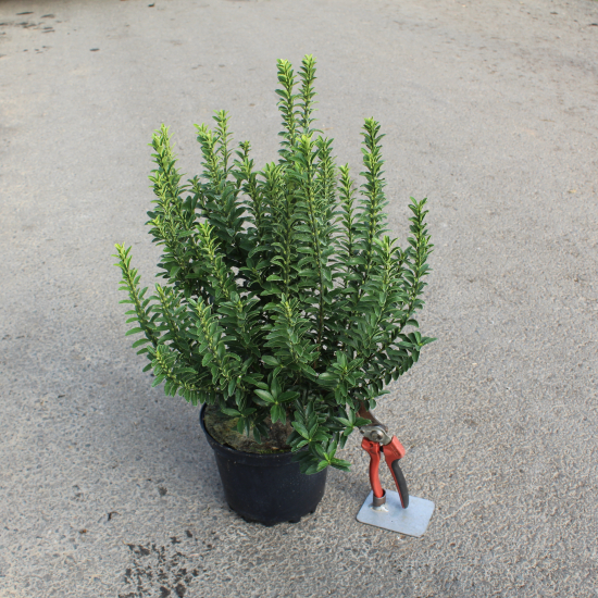 Fusain du japon 'Microphyllus'