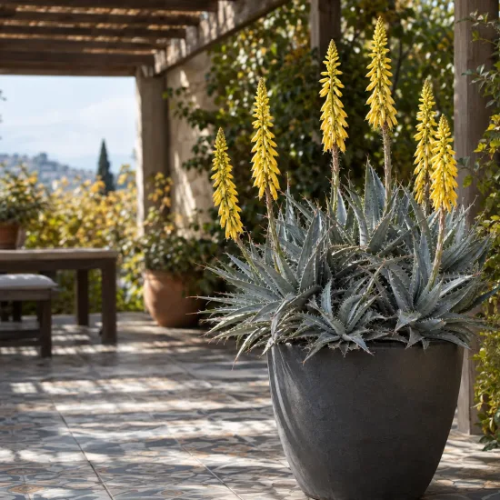 Orchidée (Deuterocohnia longipetala) — grand pot sur terrasse avec plante graphique et fleurs jaunes
