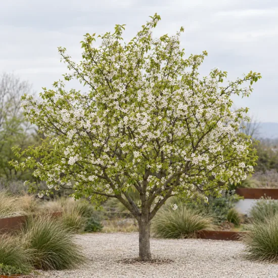 Prunier saint julien n°2 'St julien n°2' (Prunus domestica) — arbre en fleurs au centre d’un massif minéral · Photo d'illustration