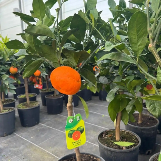 Mandarinier 'Satsuma'