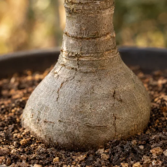 Yucca pied d'éléphant 'Puch' (Yucca elephantipes) — gros tronc renflé émergeant d'un substrat · Photo d'illustration