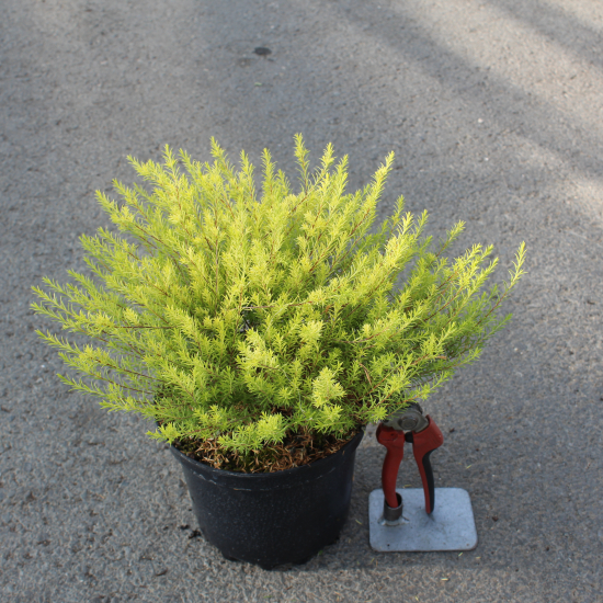 Plante du pêcheur 'Sunset gold'