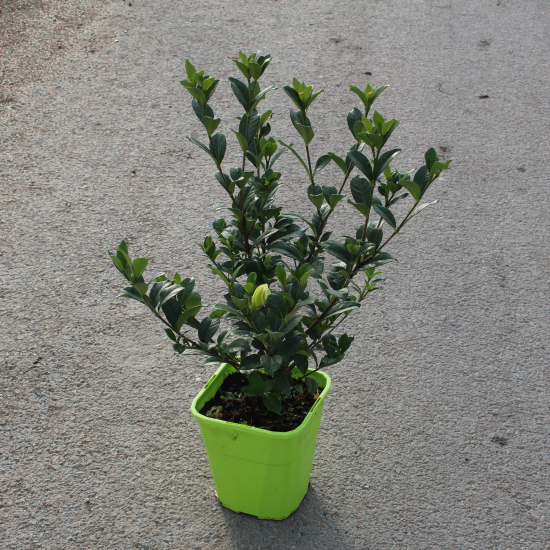 Tiaré 'Double diamonds'