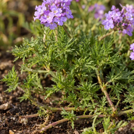 Verveine mousse (Verbena tenuisecta) — tiges rampantes au feuillage fin et fleurs mauves · Photo d'illustration