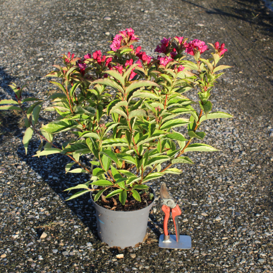 Weigelia 'Brigela'