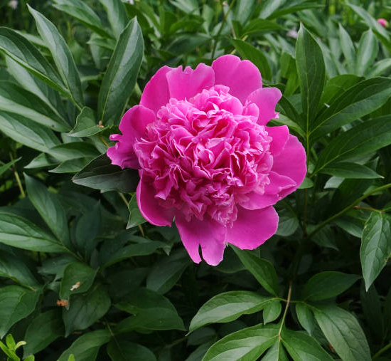 Pivoine 'Amabilis rose tendre'