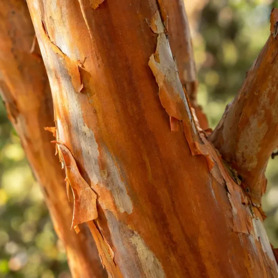 Myrte 'Luma' (Myrtus apiculata) — gros plan sur écorce qui s’exfolie · Photo d'illustration