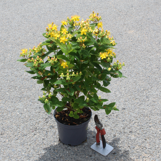 Millepertuis 'Magical beauty'