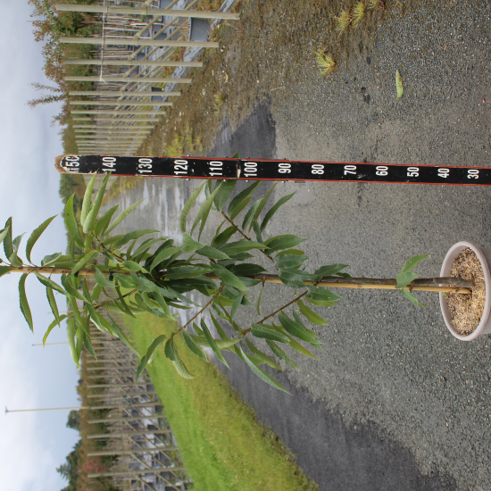 Châtaigner 'Maridonne'