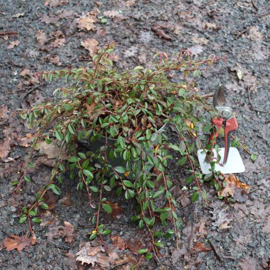Cotonéaster 'Major'