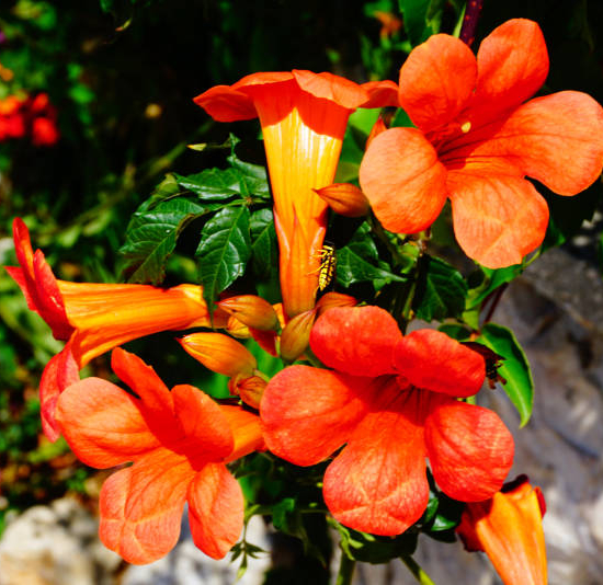 Bignone 'Fire trumpet vine'