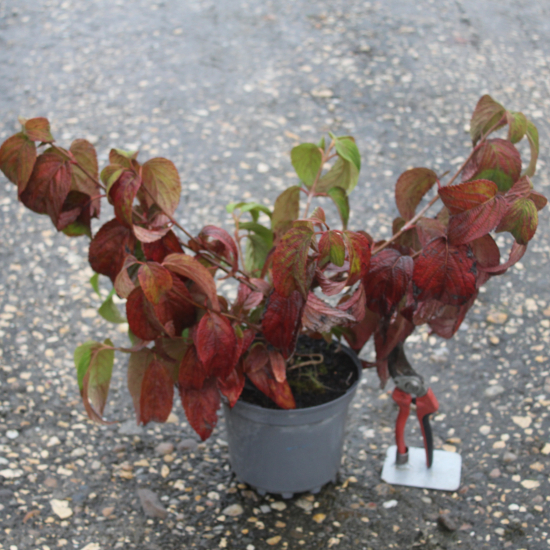 Viorne de chine 'Shasta'