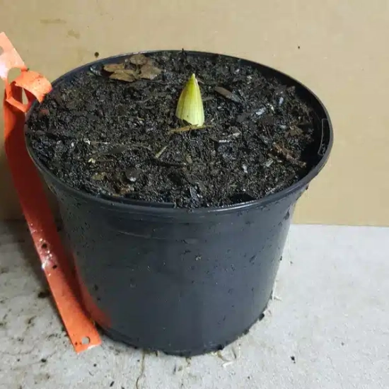 Ail géant de l'himalaya 'Globemaster'