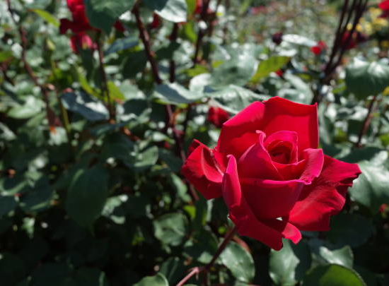 Rosier 'Victor hugo '