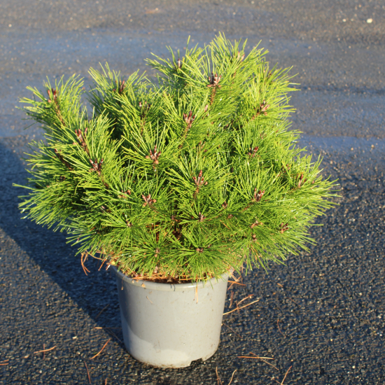 Pin noir 'Pierrick bregeon'