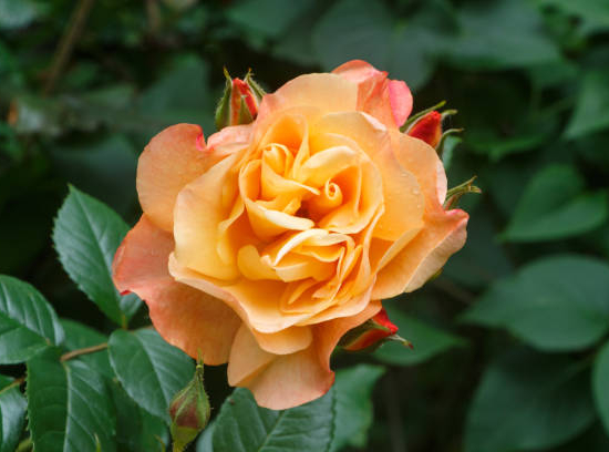 Rosier 'Amber voluptia '