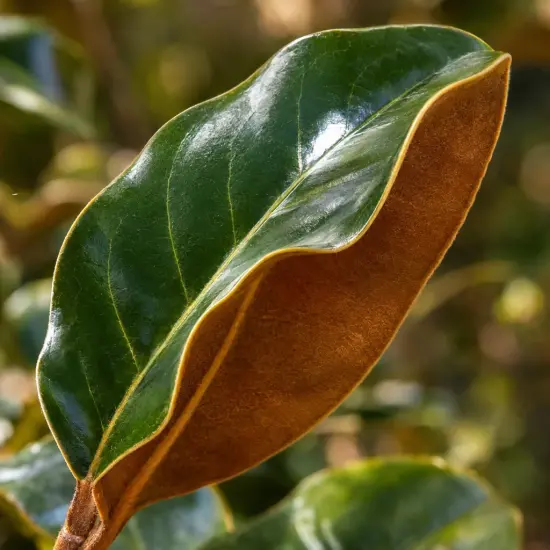 Magnolia 'Nana' (Magnolia grandiflora) — gros plan sur feuille brillante au revers brun
