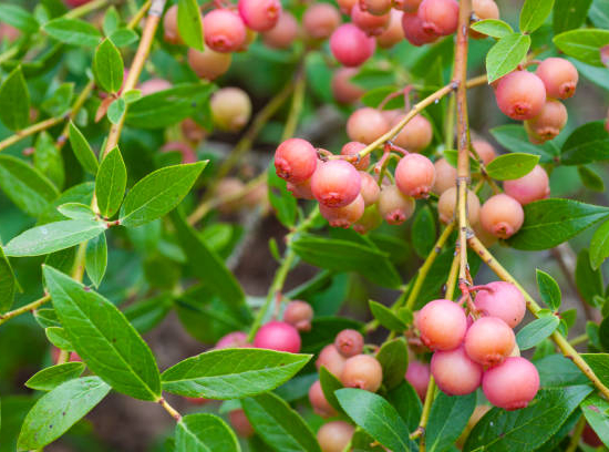 Myrtille arbustive 'Pink lemonade'