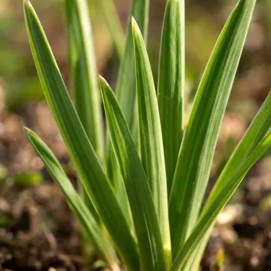 Iris nain naturalisable 'Louise' (Iris reticulata) — feuilles vertes dressées sortant du sol en gros plan · Photo d'illustration