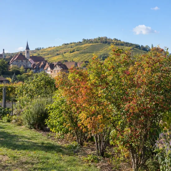 Poivrier de timut (Zanthoxylum alatum) — arbustes colorés au bord d’un village viticole