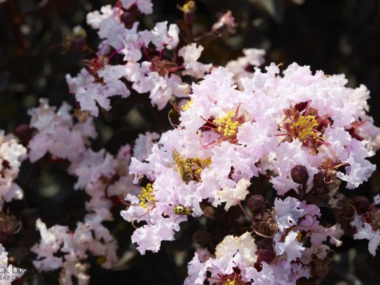 Lilas des indes 'Blush'