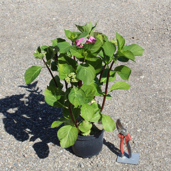 Hortensia 'Zorro bleu'