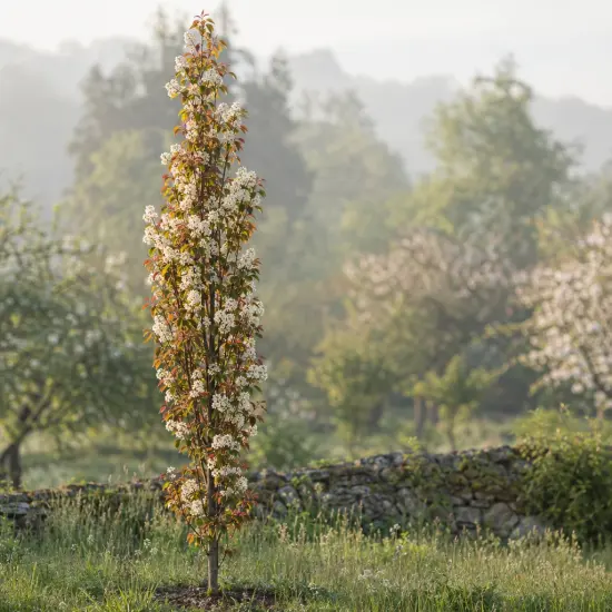 Amélanchier à feuilles d'aulne 'Obelisk' (Amelanchier alnifolia) — arbre étroit couvert de fleurs claires au jardin