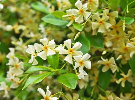 Jasmin étoilé jaune 'Mandaianum'