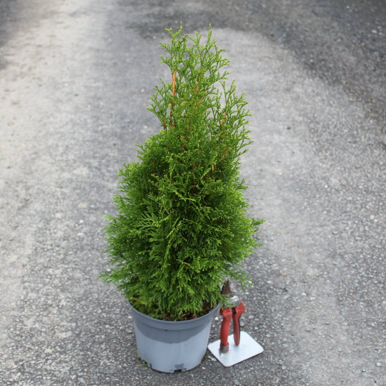 Thuya émeraude 'Emeraude'