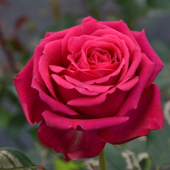 Rosier 'Regis marcon '