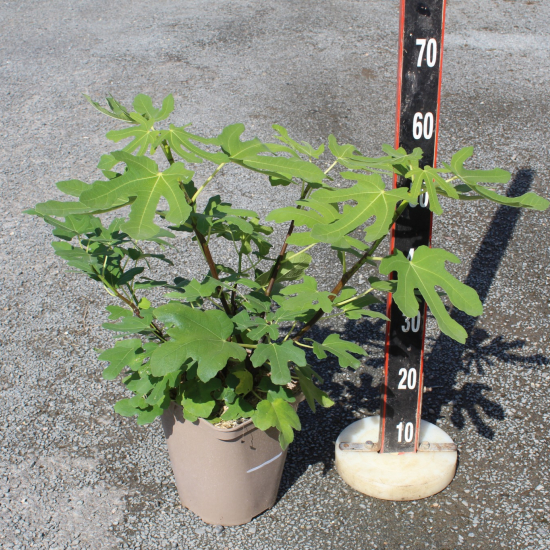 Figuier brown turkey