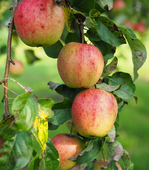 Pommier fuji