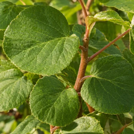 Kiwi 'Atlas' (Actinidia deliciosa) — gros plan de feuilles rondes vertes sur tiges · Photo d'illustration