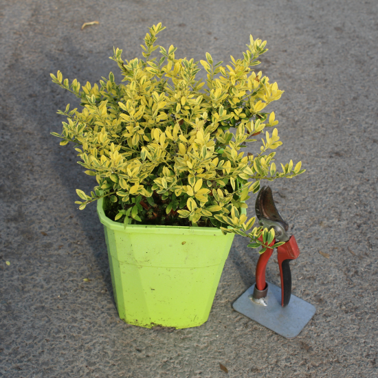 Houx crénelé nain 'Lingold'