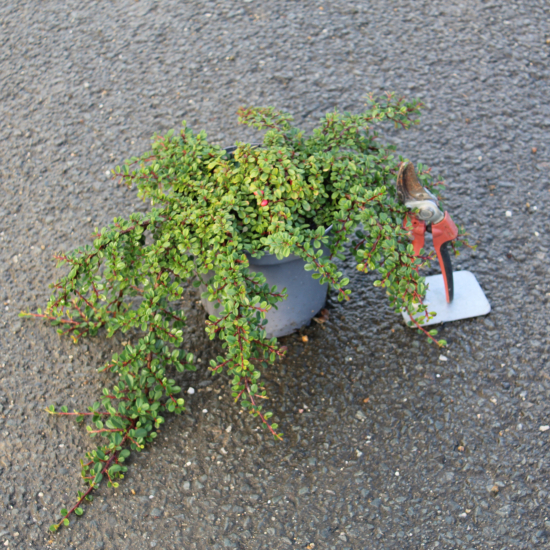 Cotonéaster 'Streibs findling'