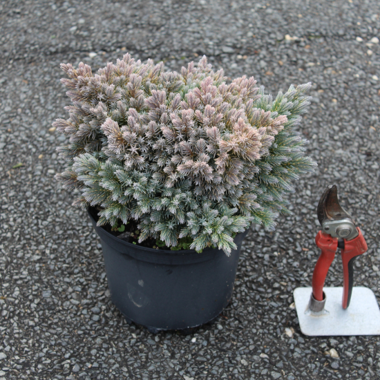 Genévrier écailleux 'Blue star'