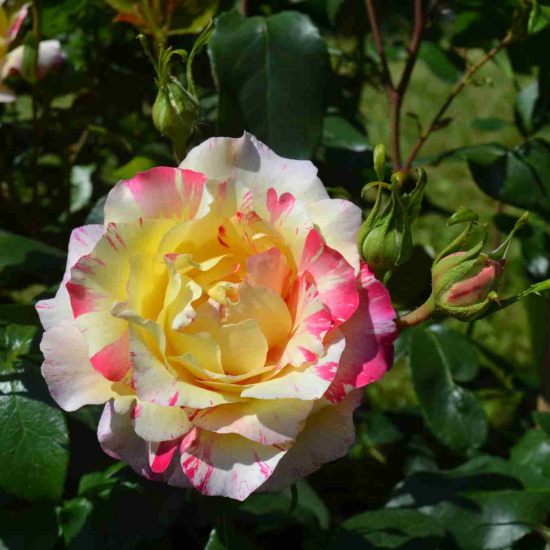 Rosier 'Camille pissarro'