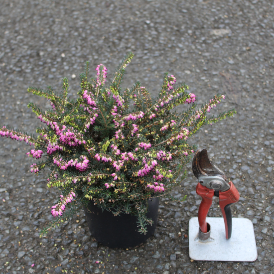 Bruyère 'Rouge'
