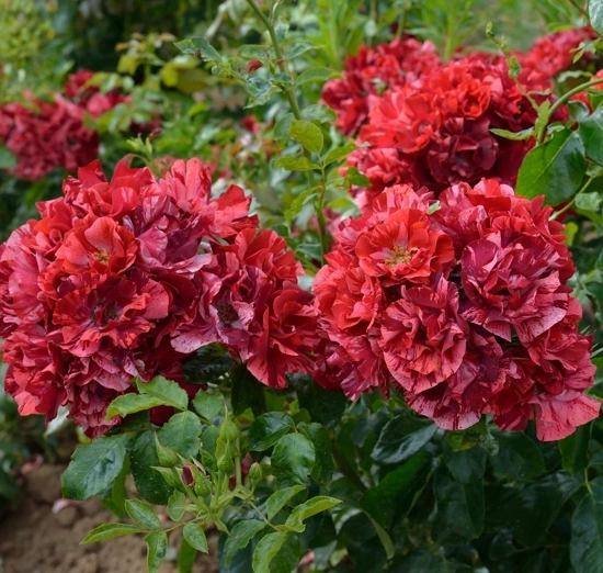 Rosier 'La reine de la nuit'