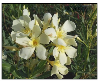 Laurier rose 'Marie Gambetta'