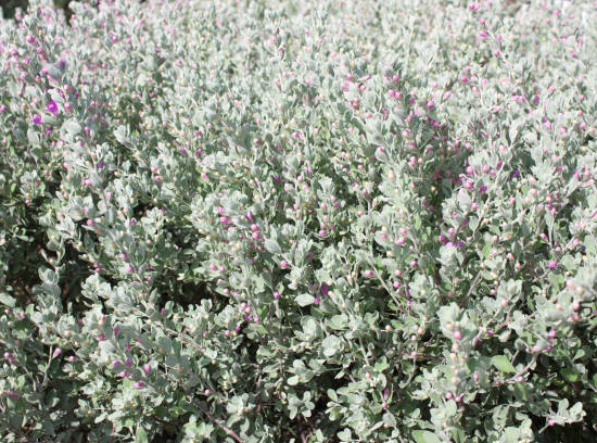 Sauge du désert 'Silver cloud'