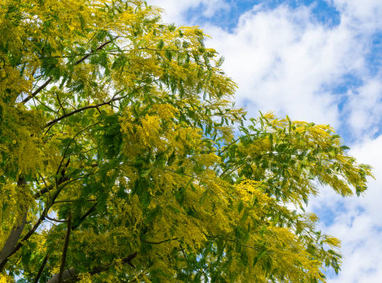 Mimosa d'hiver 'Gaulois astier'