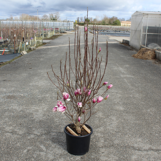 Magnolia de soulange