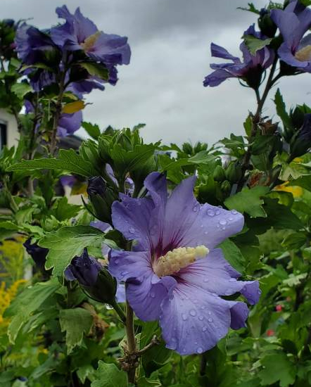 Althéa 'Oiseau bleu'