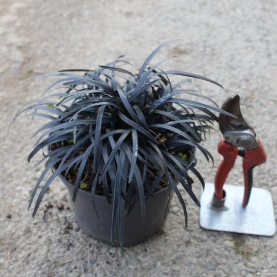 Ophiopogon noir 'Nigrescens'