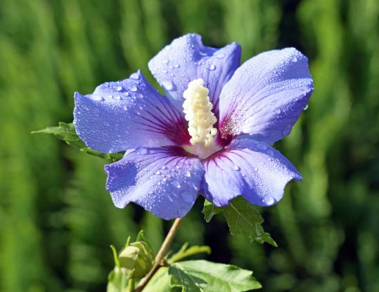 Althéa 'Oiseau bleu'