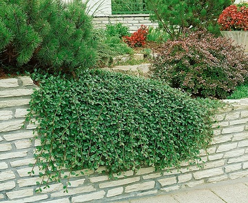Cotonéaster 'Skogholm'